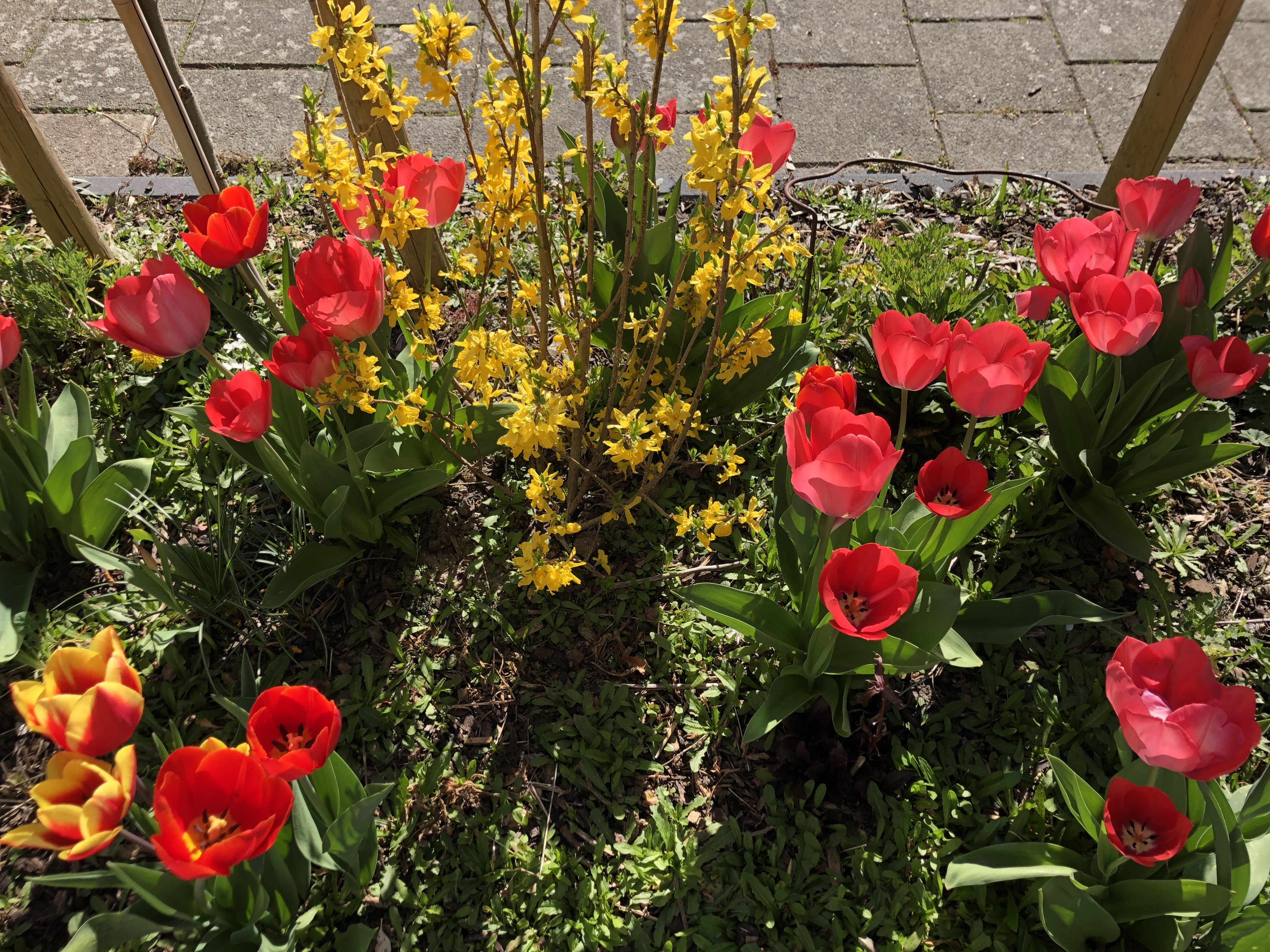 Een tuin voor de miertjes en de diertjes