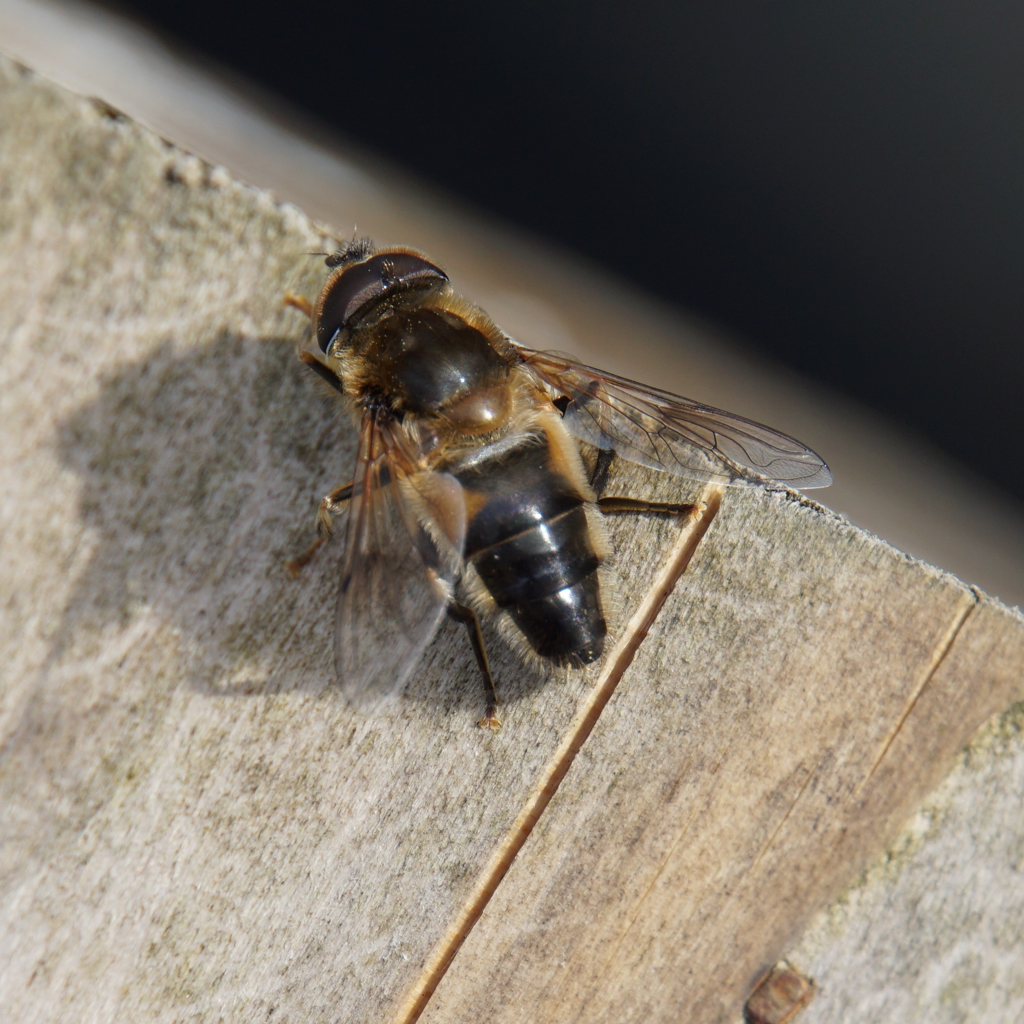 Een bij is een bij is een vlieg