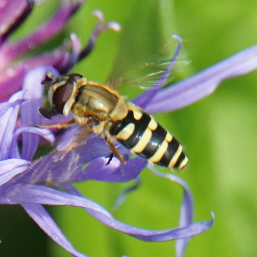 Bessenbandzweefvlieg