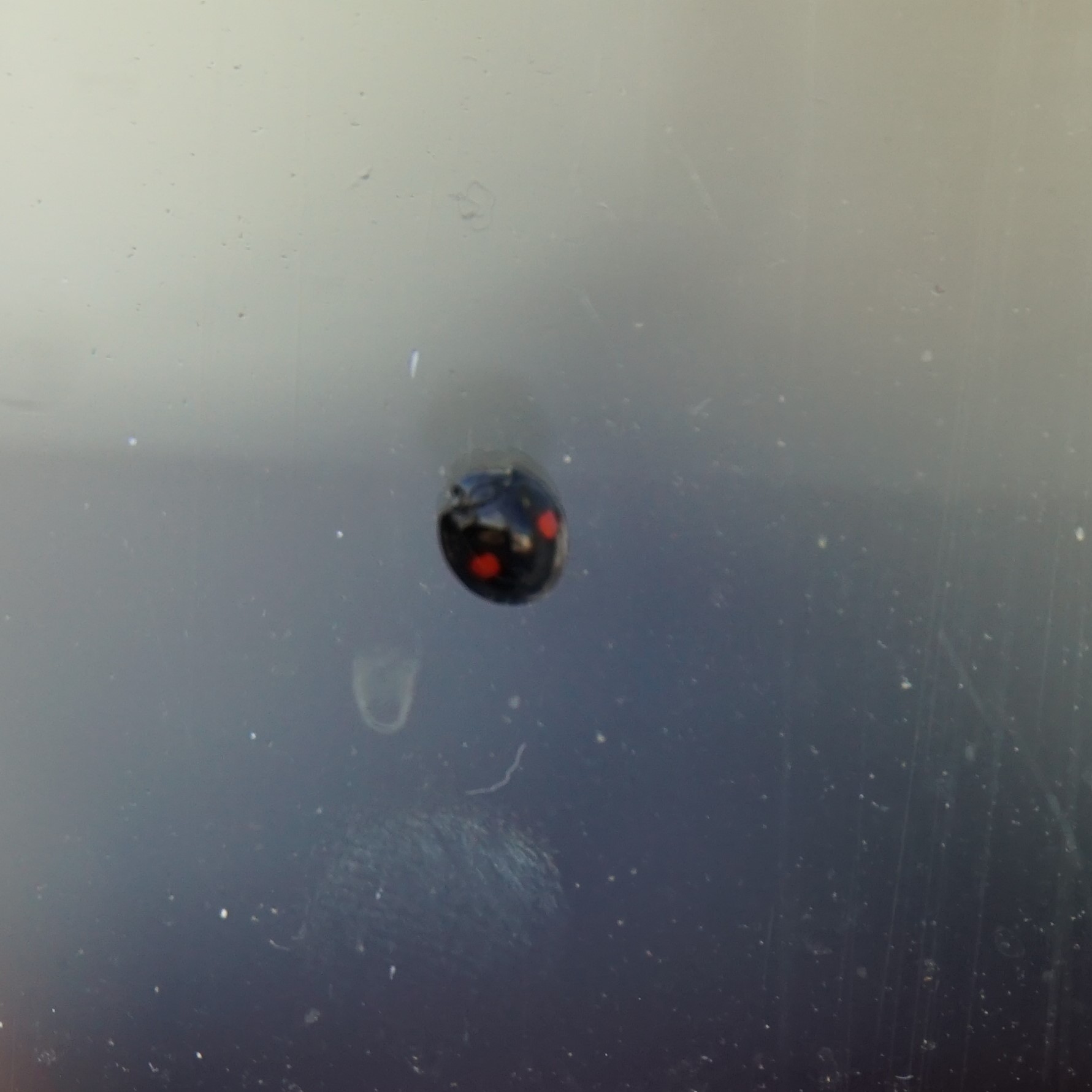 Niervleklieveheersbeestje