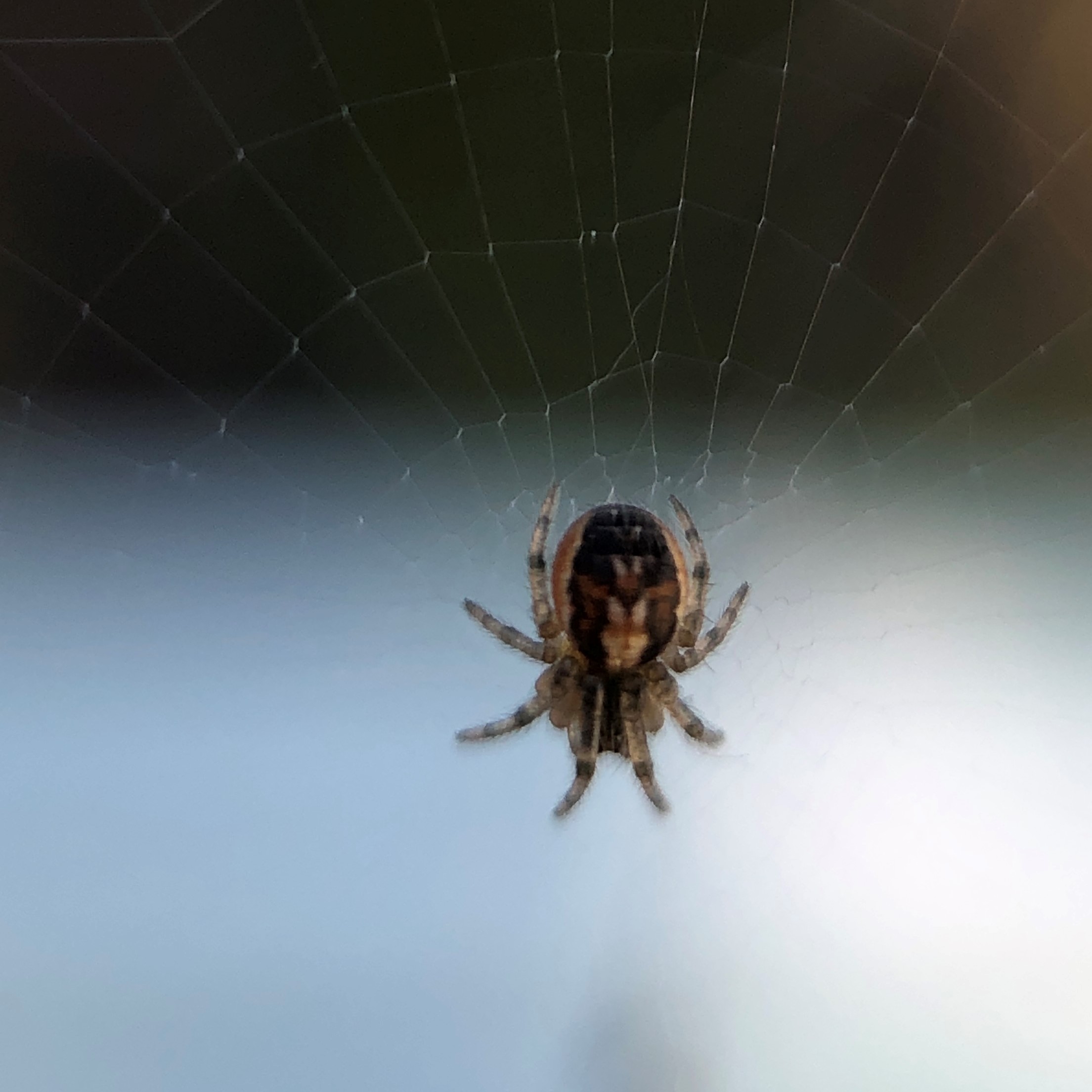 Een spin in de lente