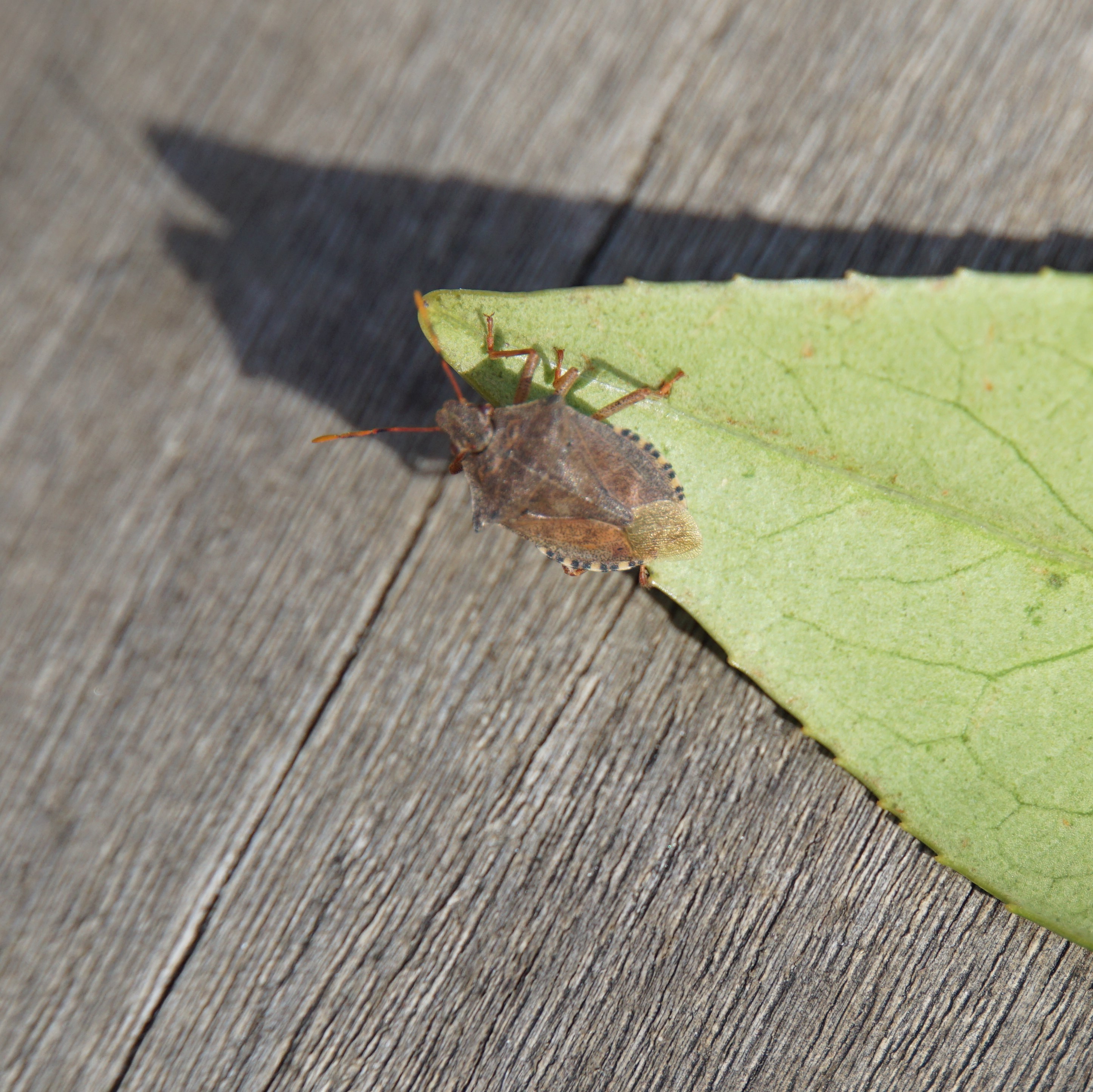 Snuitkeverschildwants