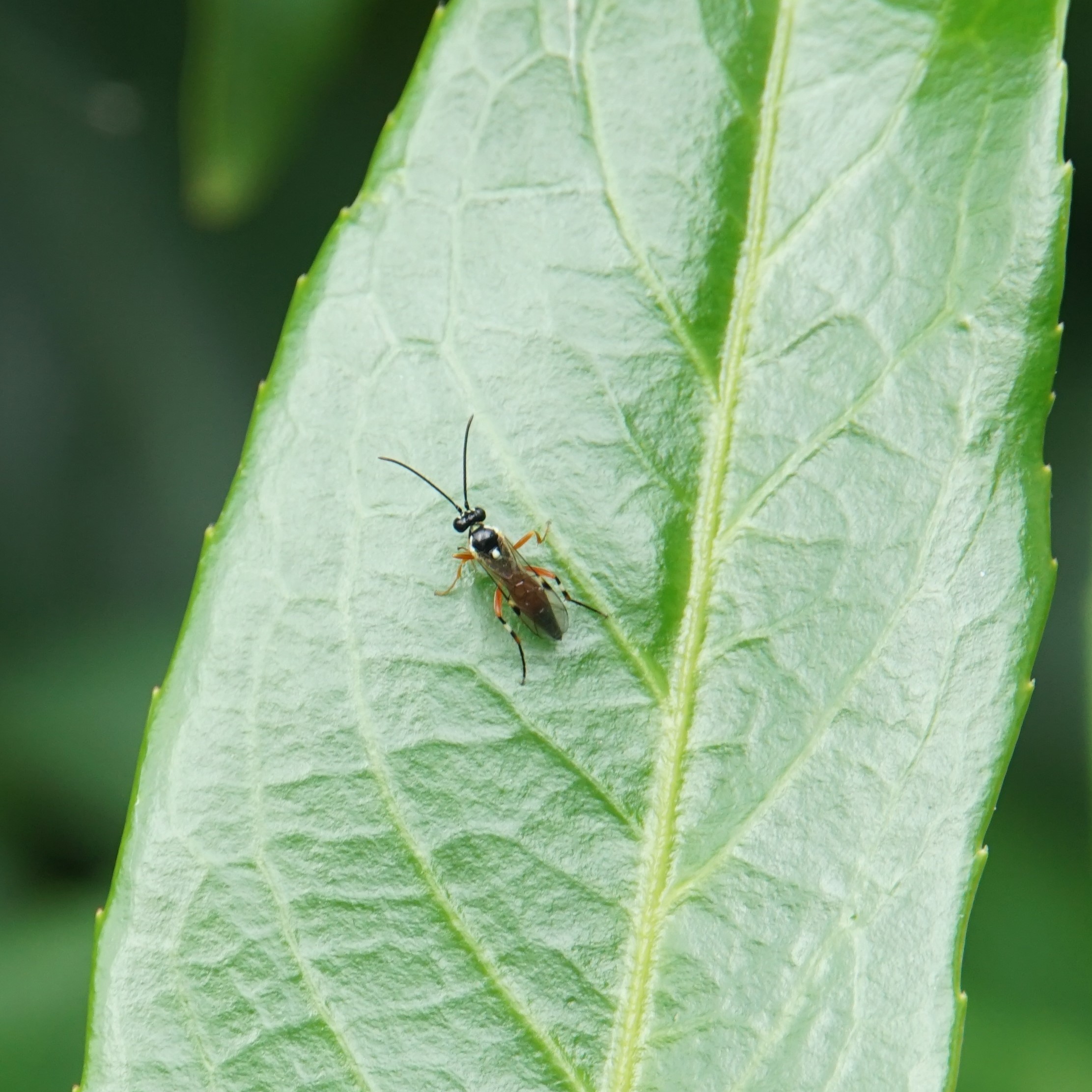 Diplazon laetatorius