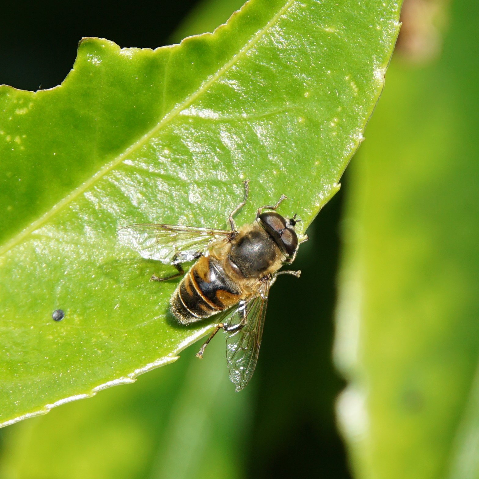 Niet blind en geen bij
