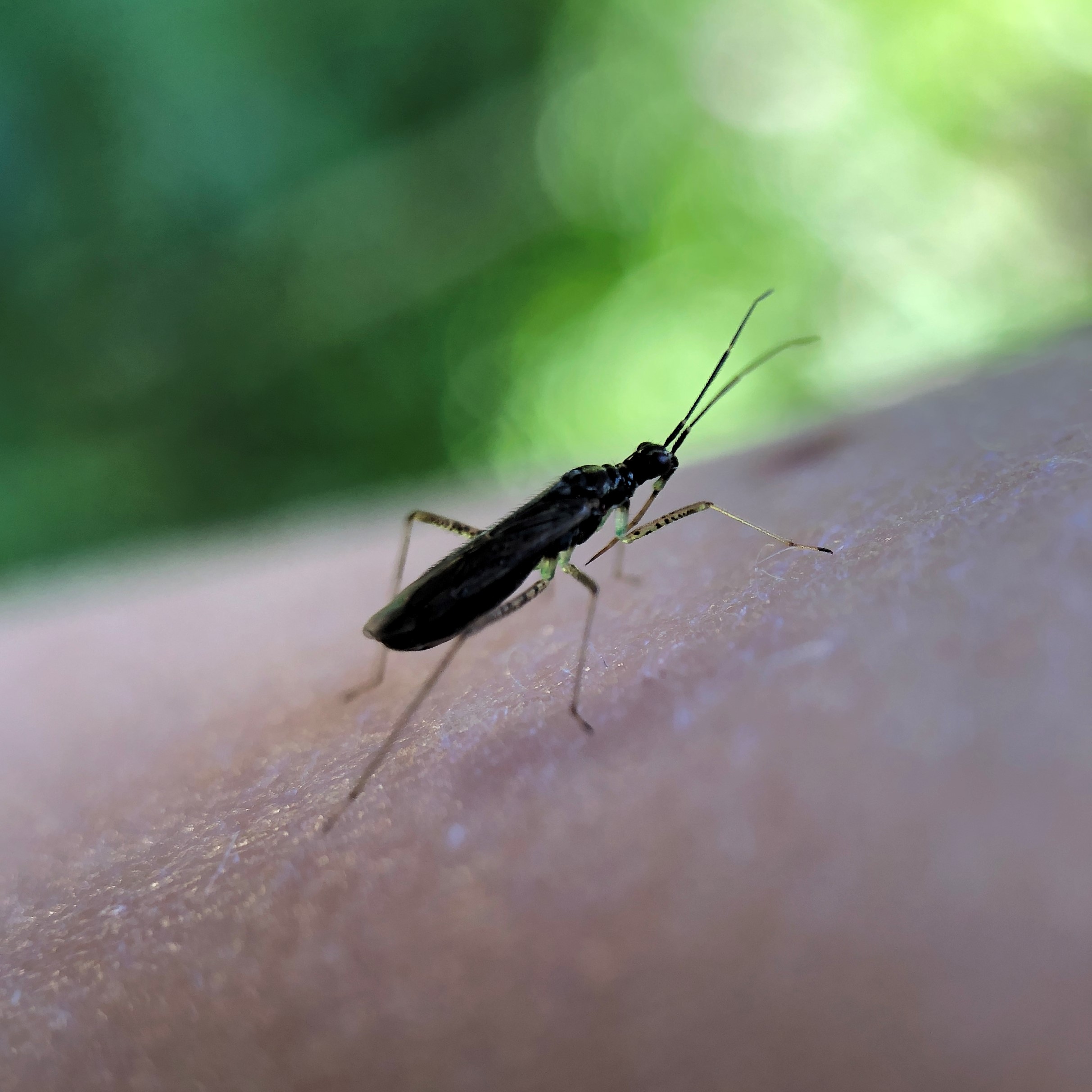 Zwervende bochelwants