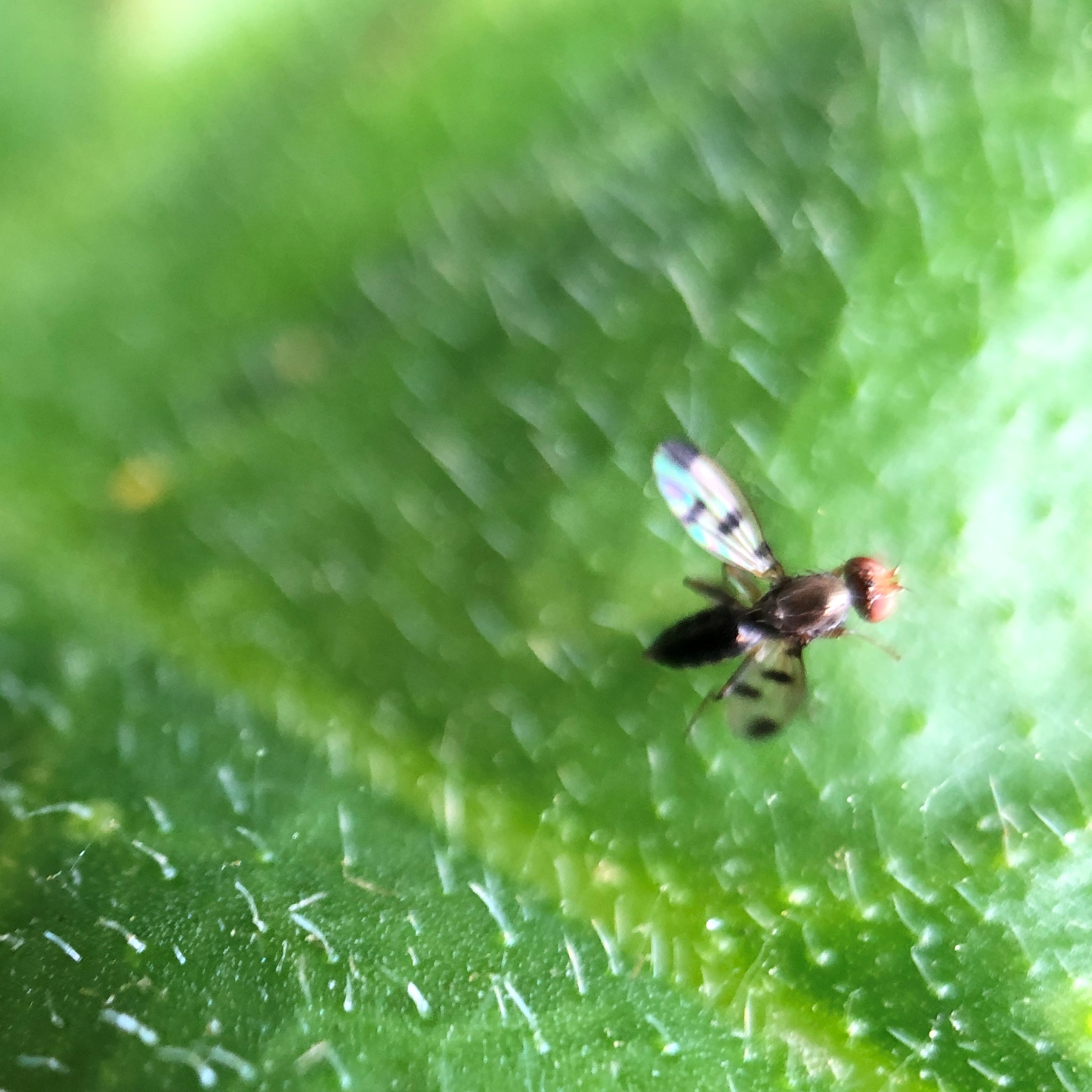 Geomyza tripunctata