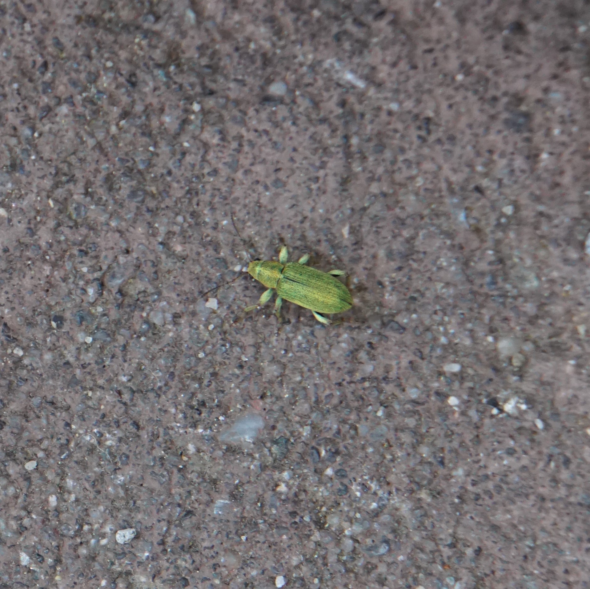 Groene struiksnuitkever