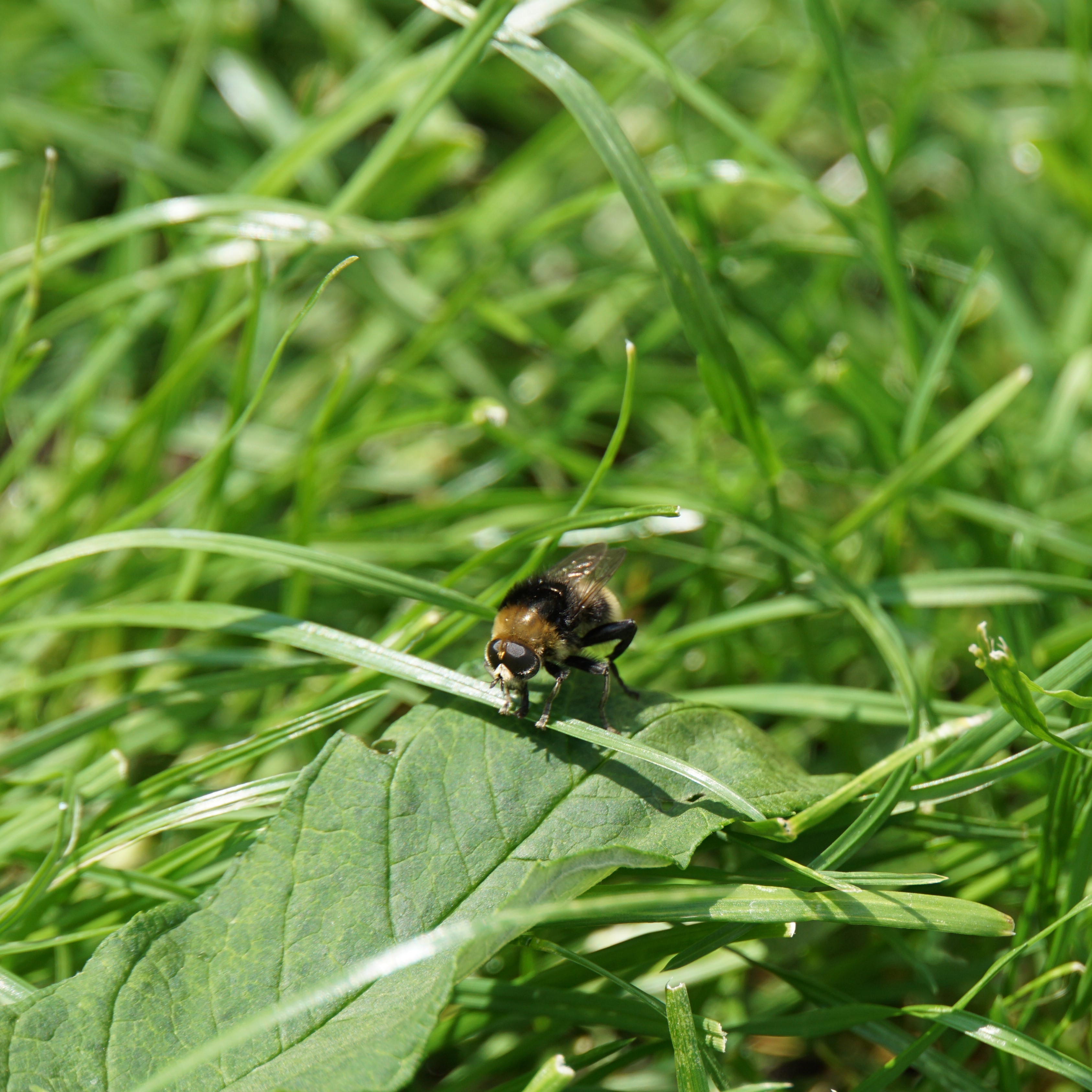 Grote narcisvlieg