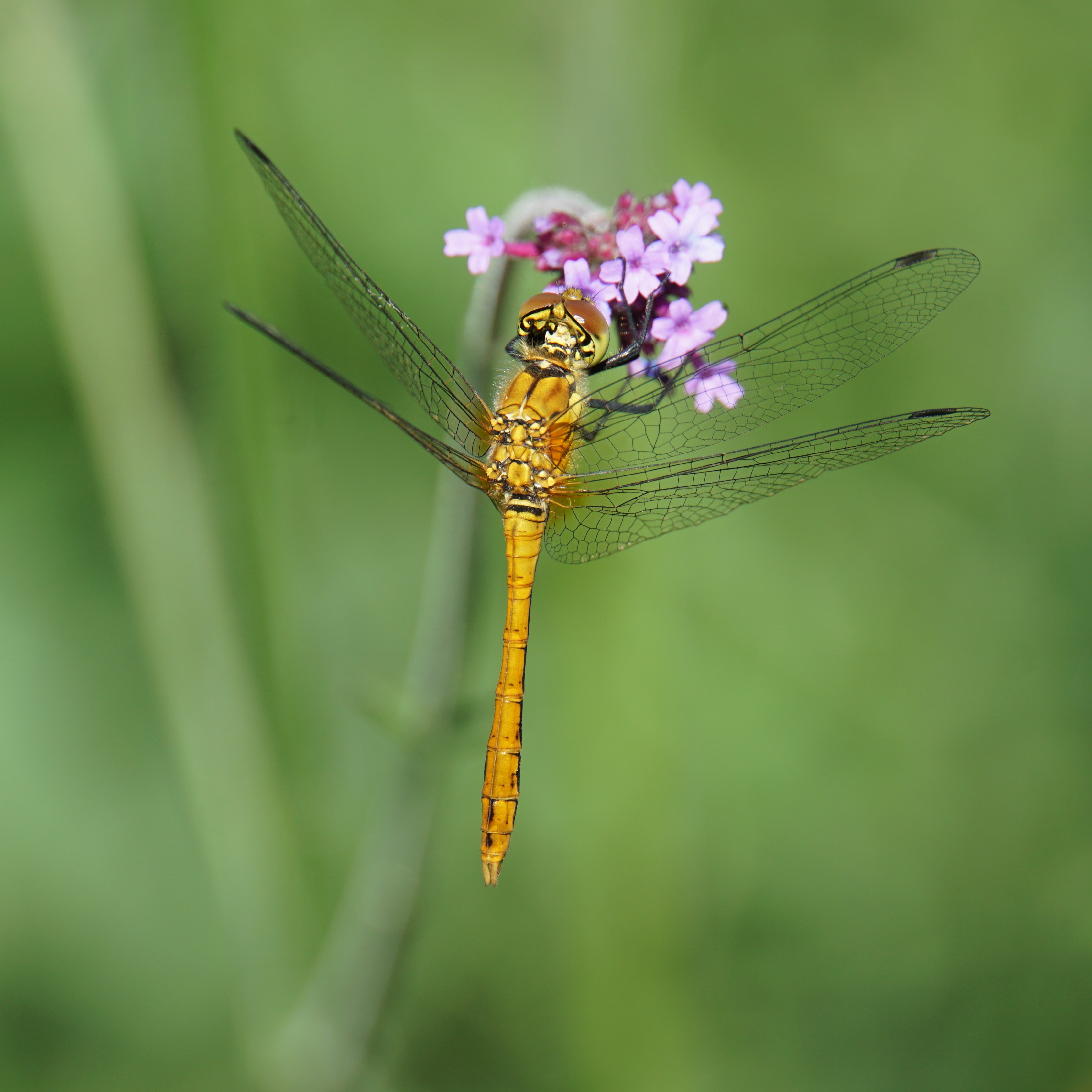 Bloedrode heidelibel