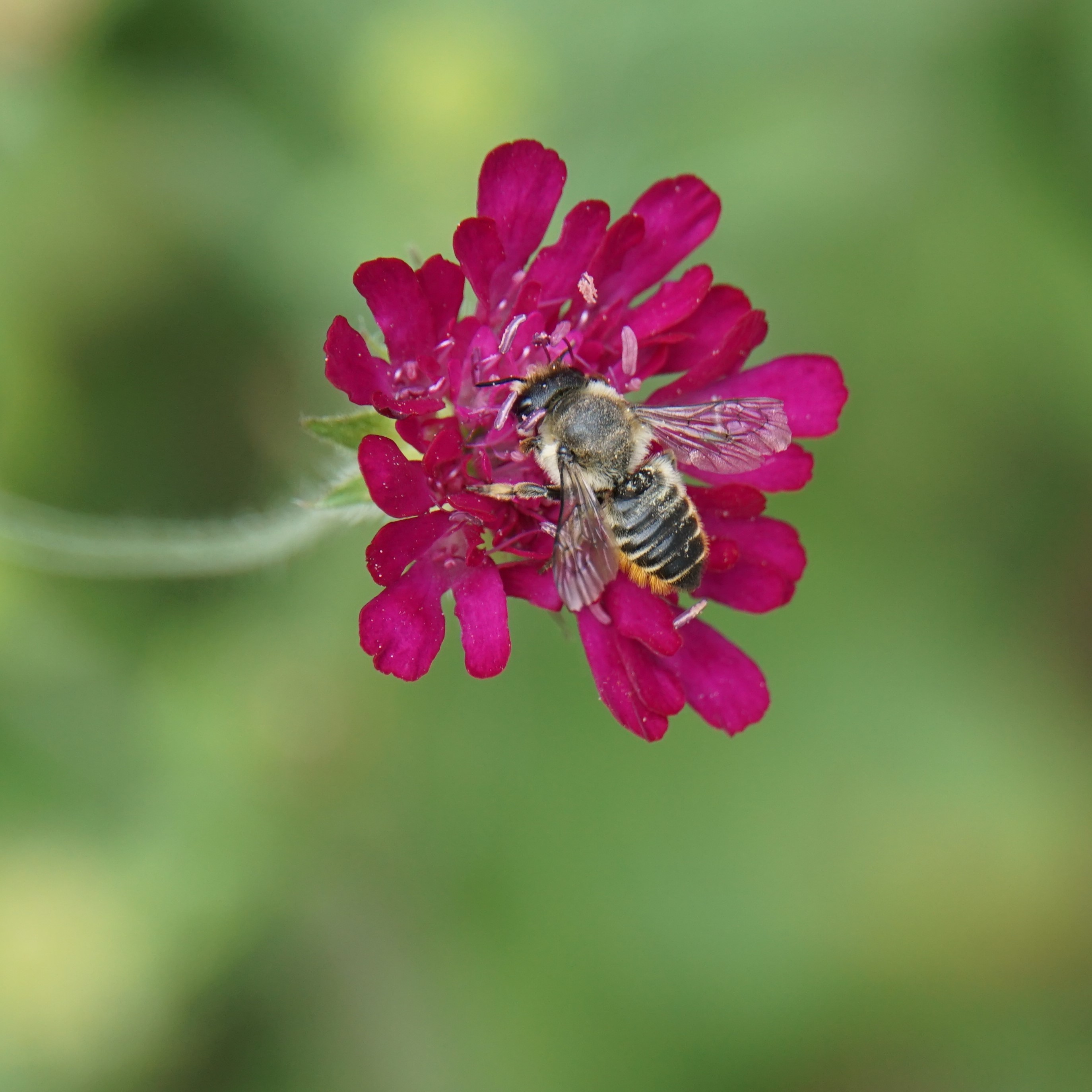 Tuinbladsnijder