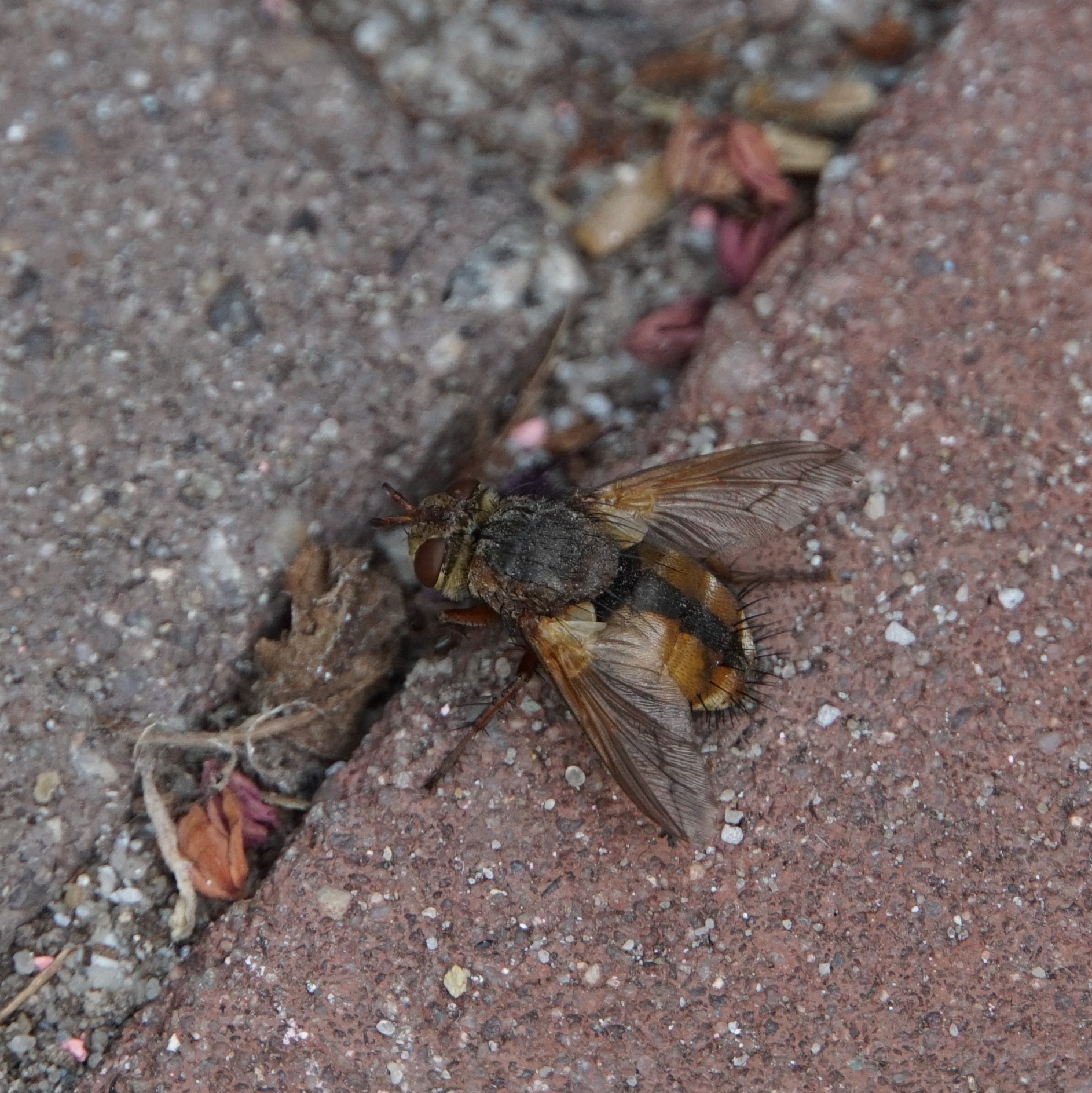 Tachina fera/magnicornis