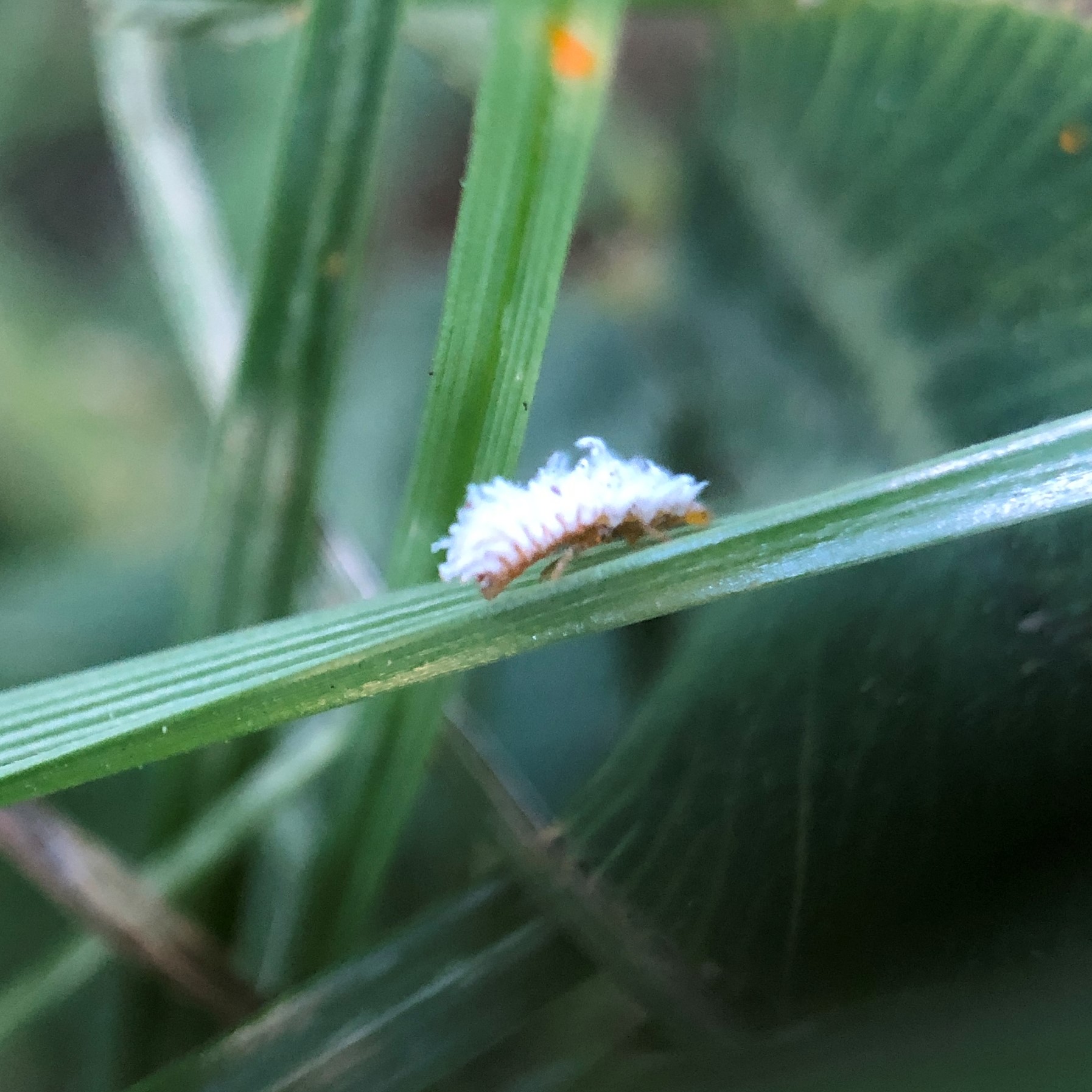 Scymninae indet