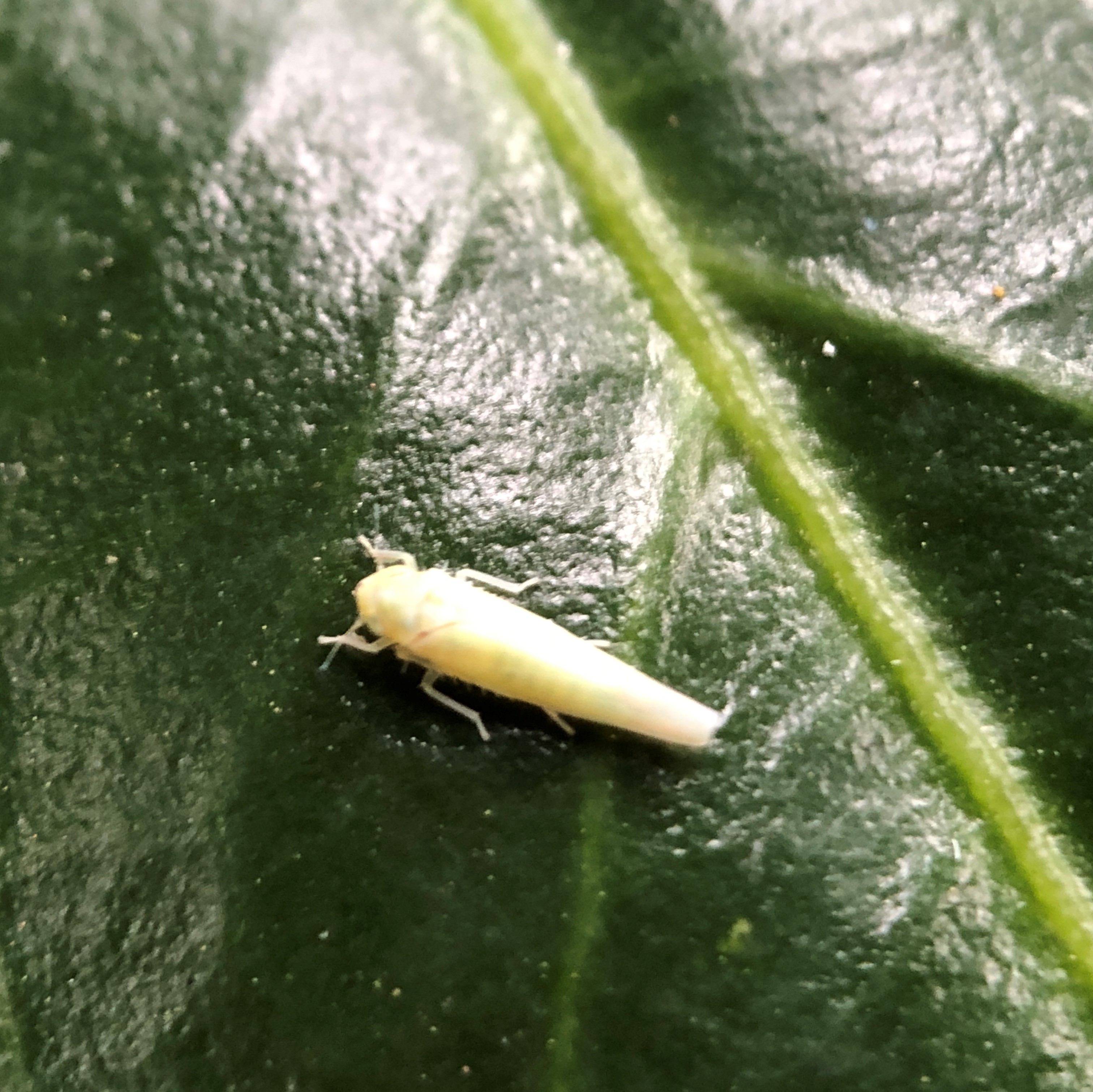 Zygina nivea