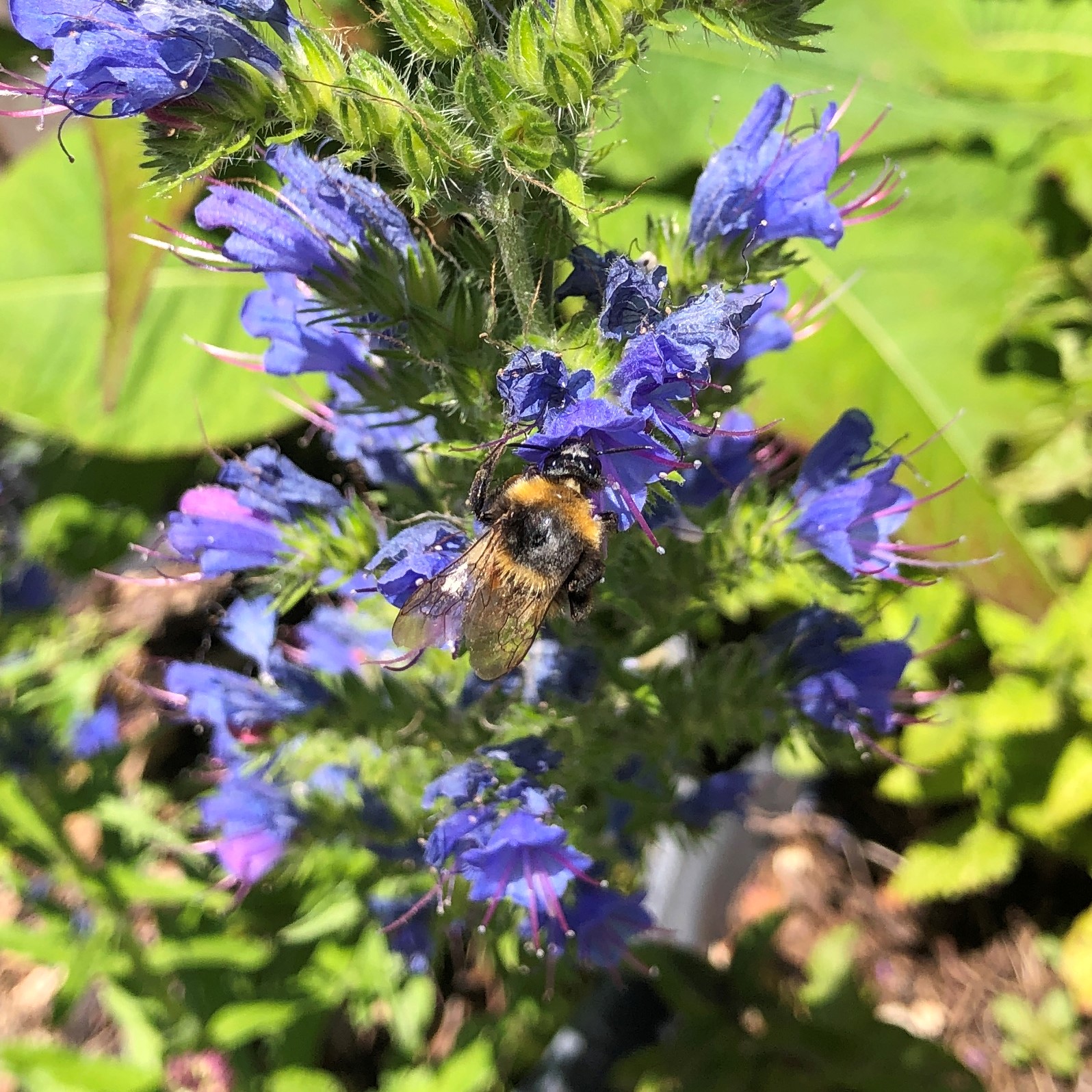 Tuinhommel