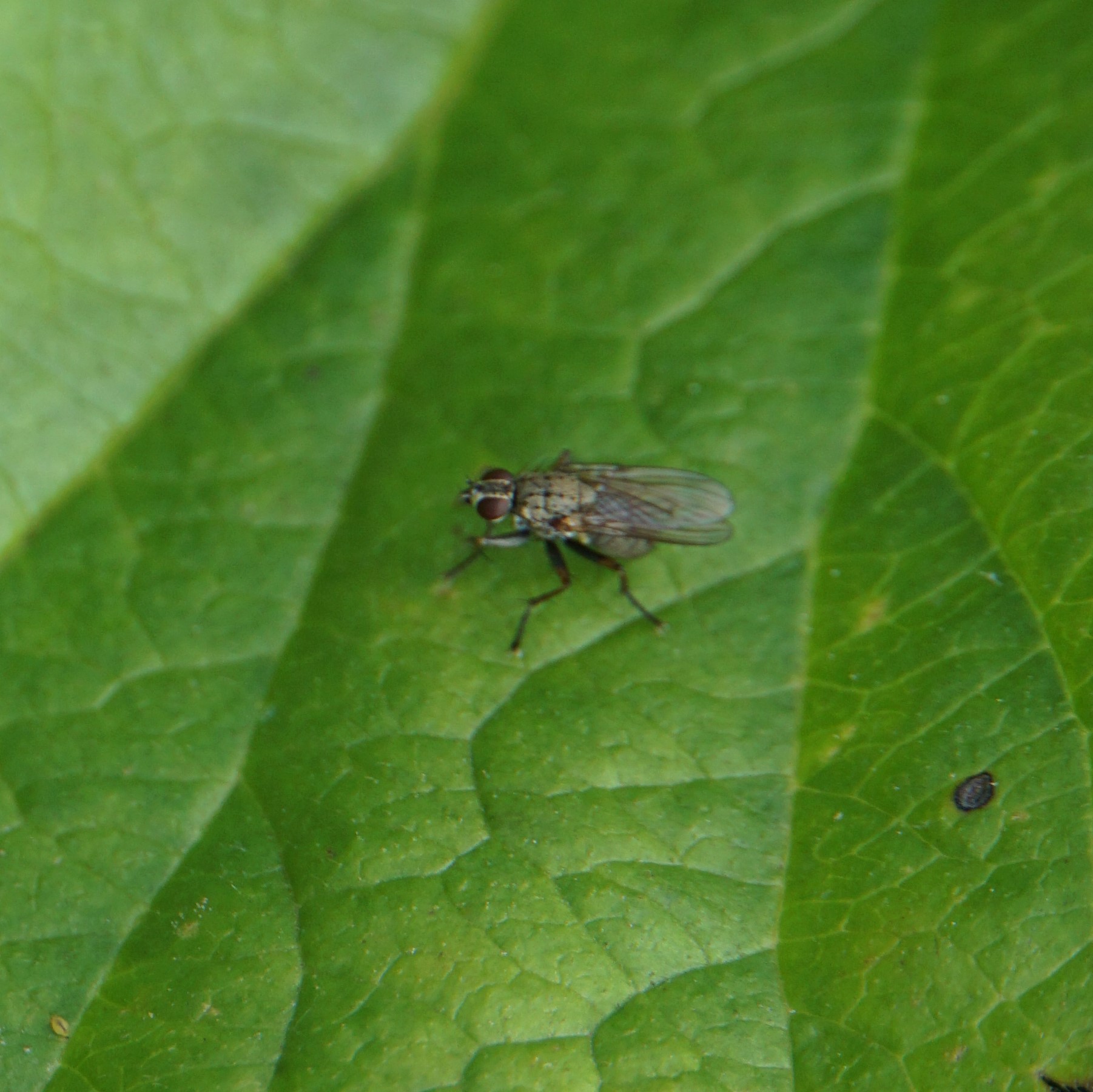 Coenosia trigina