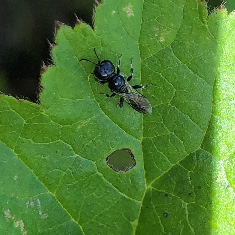 Crossocerus annulipes