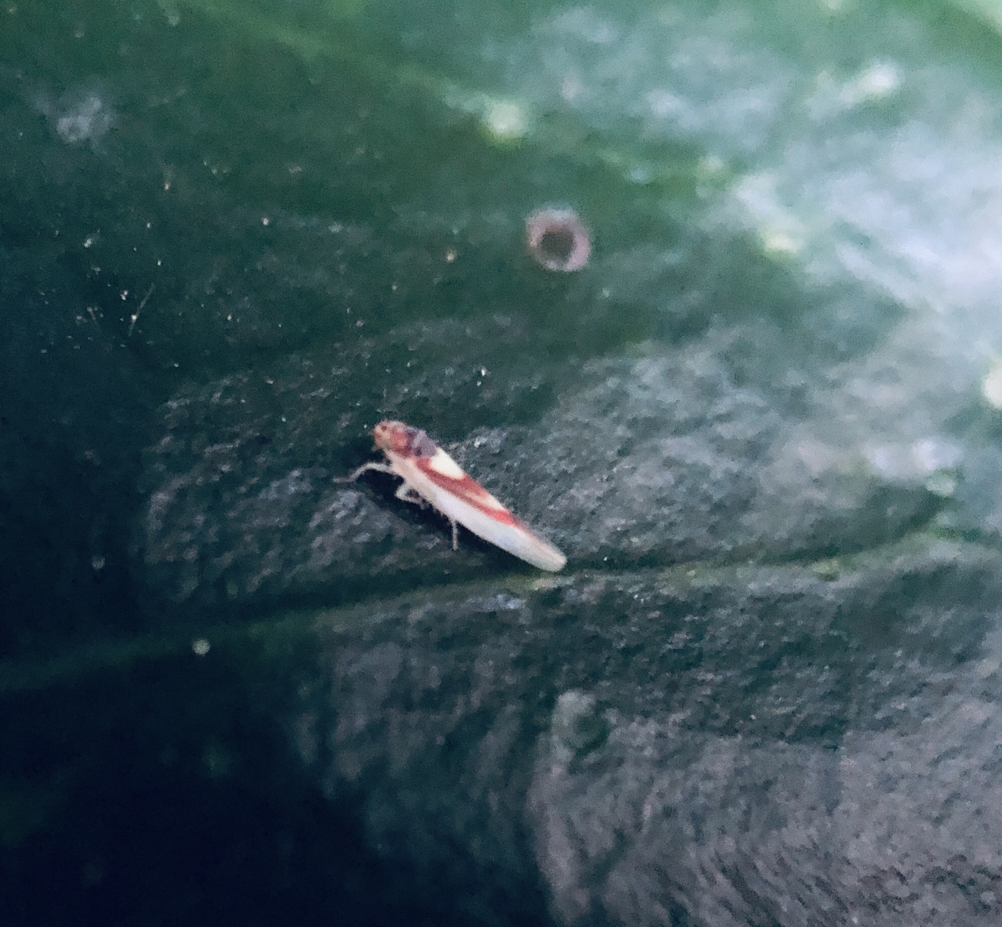 Zygina lunaris