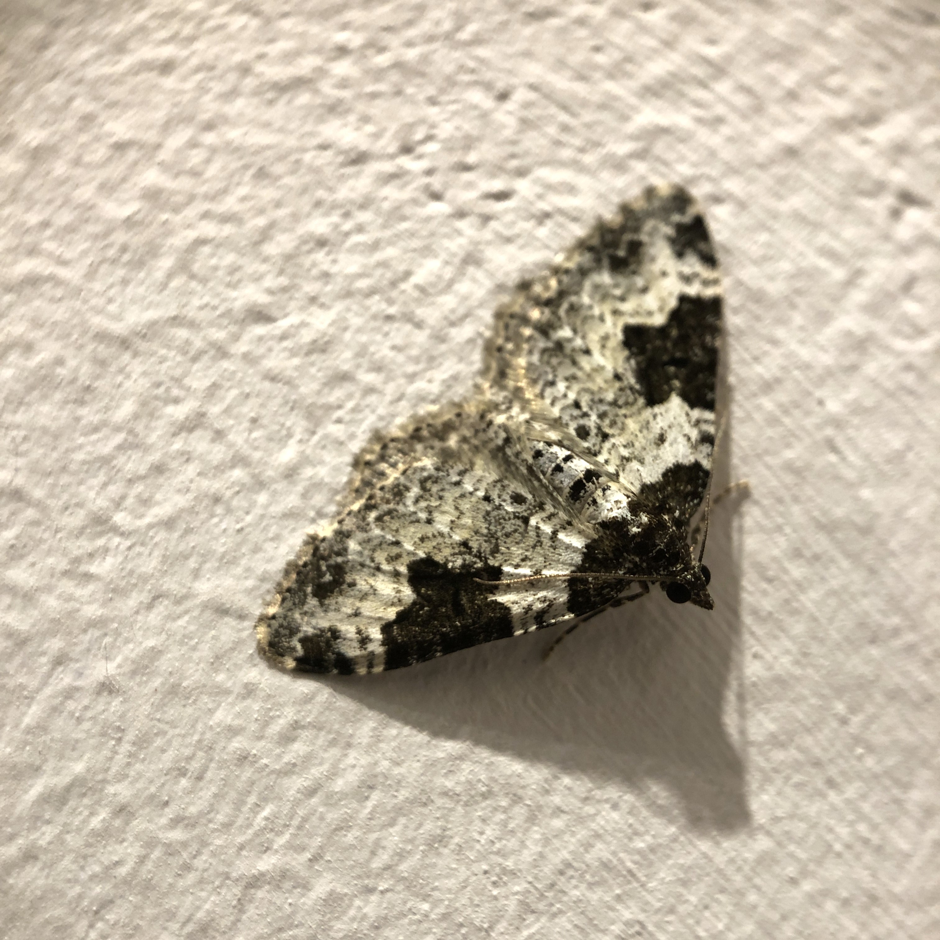Zwartbandspanner