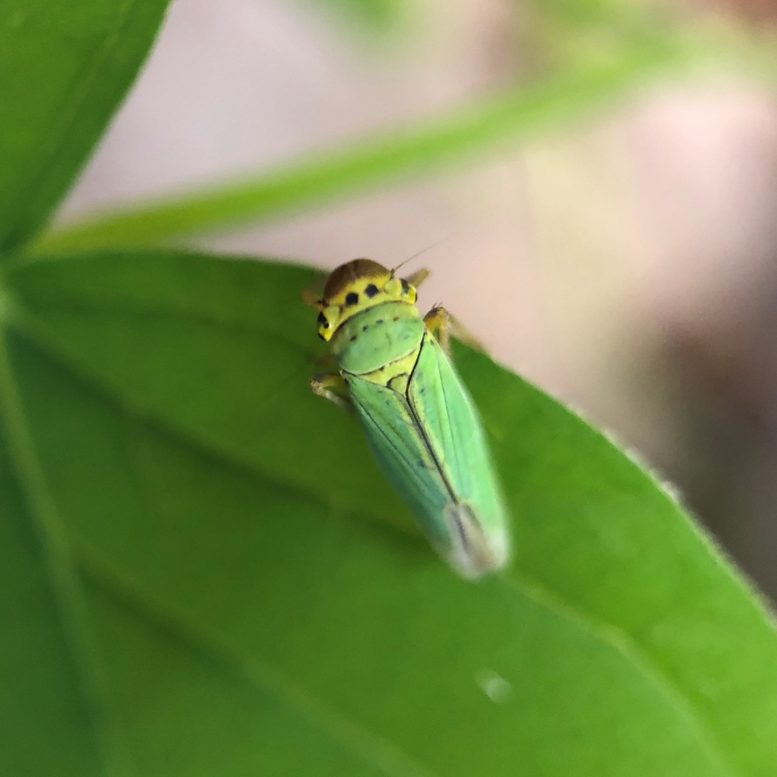 Groene rietcicade